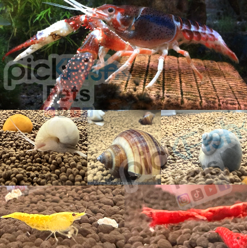 Inverts (Shrimp/Snails/Crayfish)