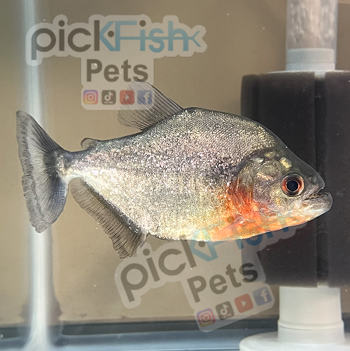 Piranha