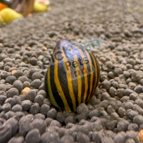 Zebra Nerite Snail - Image 2