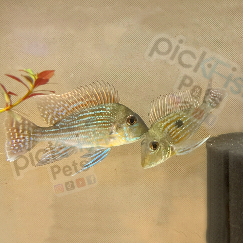 Geophagus