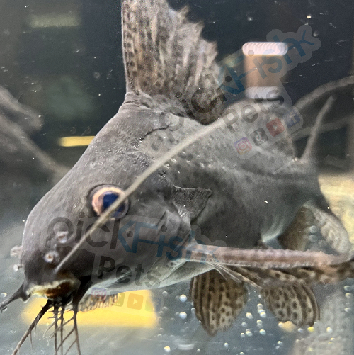 Synodontis & Other Catfish