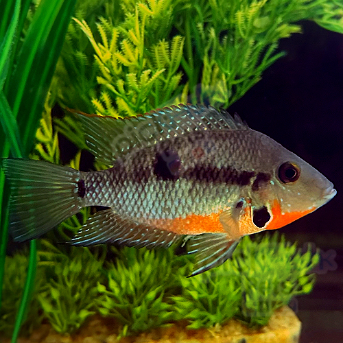 Central & South American Cichlids