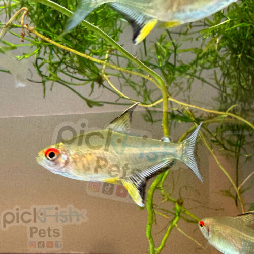 Lemon Tetra - Hyphessobrycon pulchripinnis