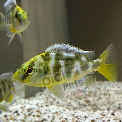 Giraffe Cichlid - Nimbochromis venustus